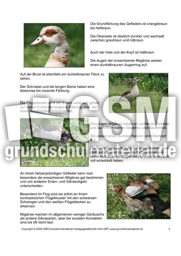 Steckbrief-Nilgans-Seite-2.pdf